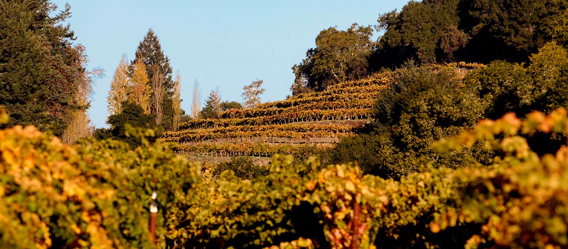 The Terraces Estate Winery and Vineyard in Napa Valley