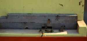 Bees at hive entrance