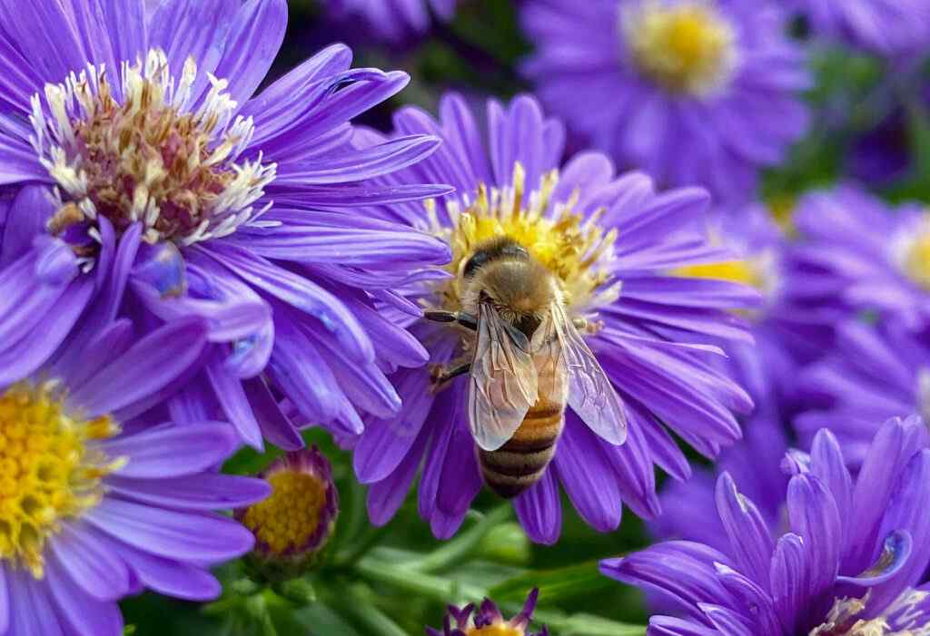 flowers & bees