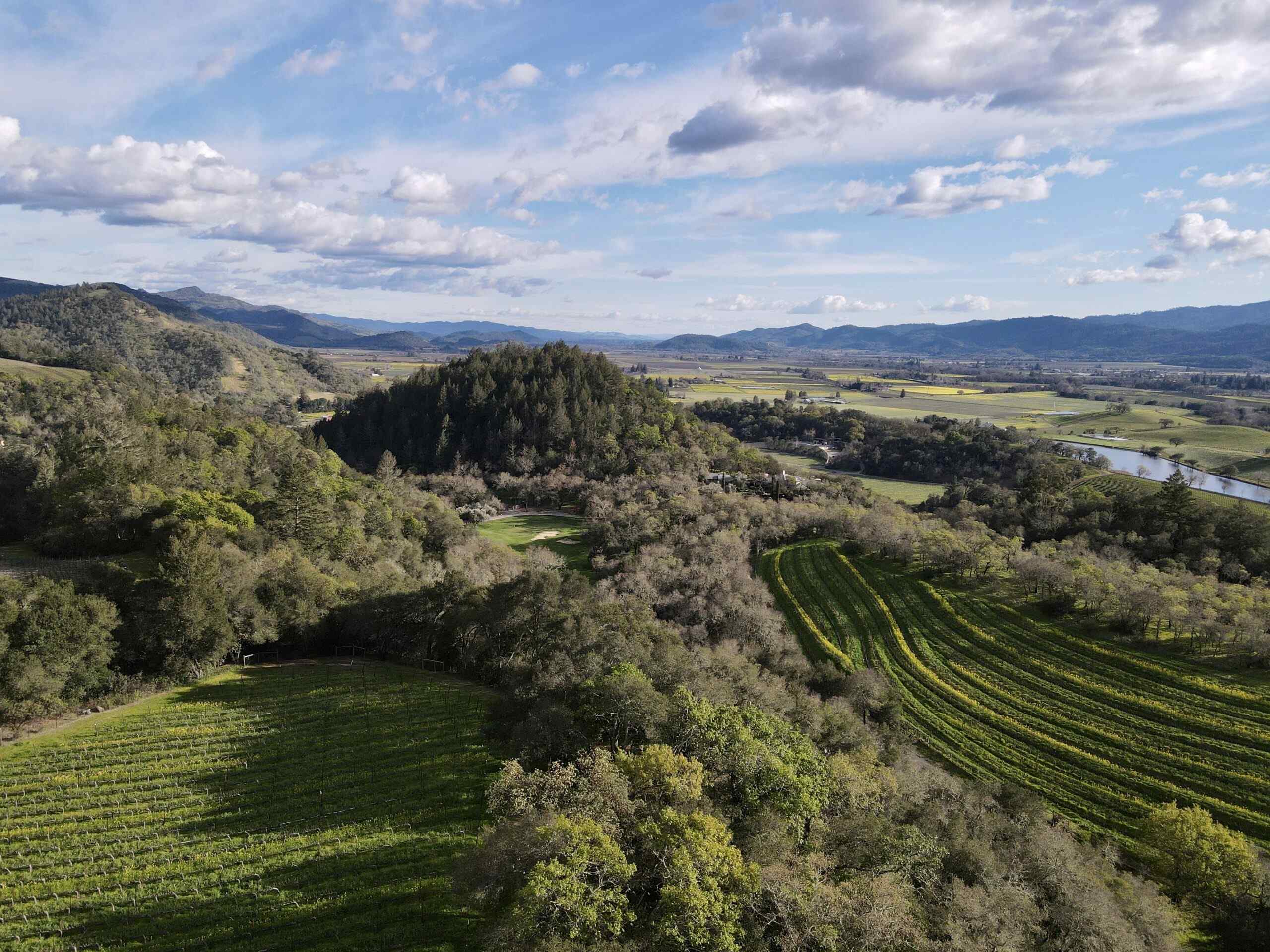 drone view of vineyard in daytime