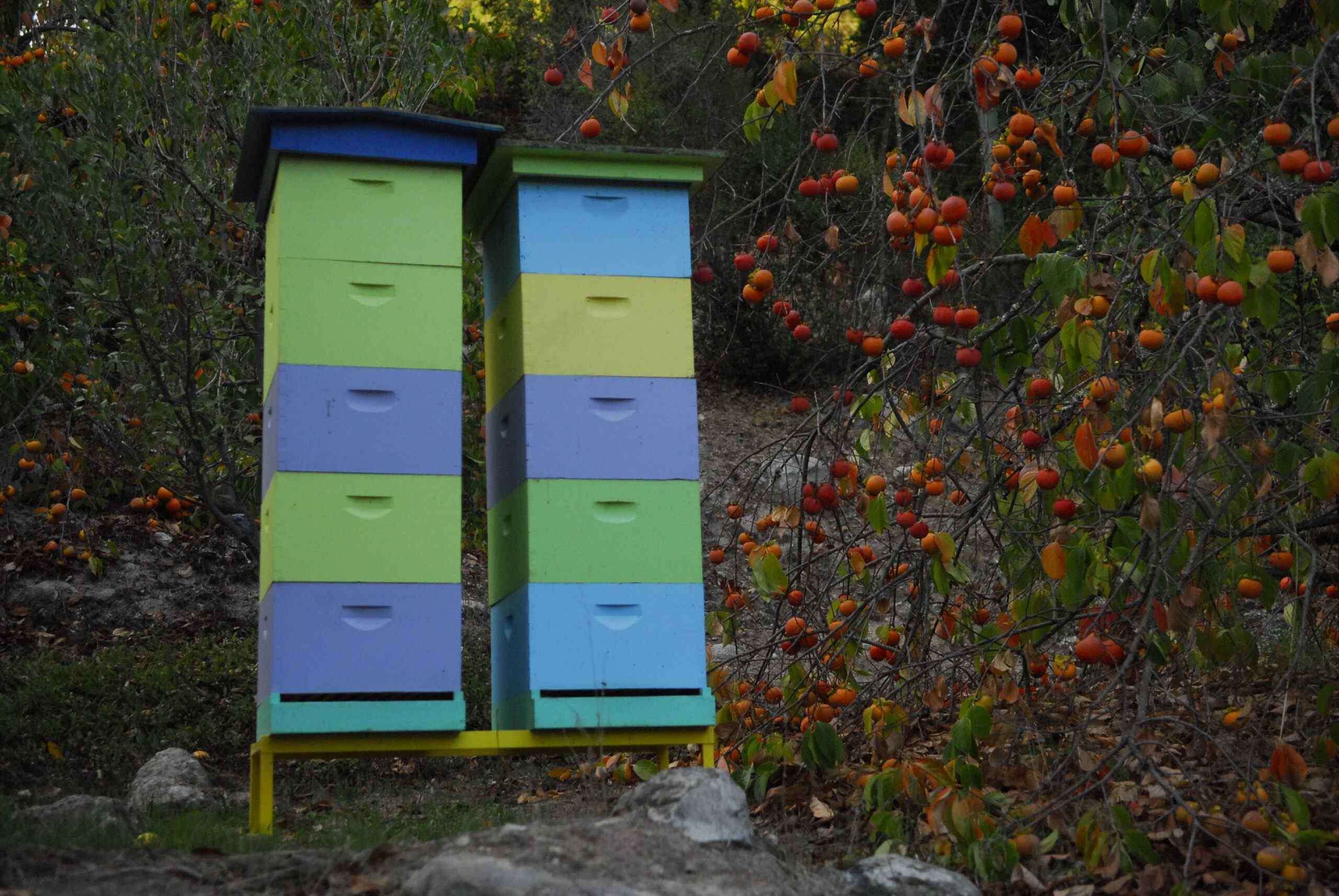 beehives with persimmons