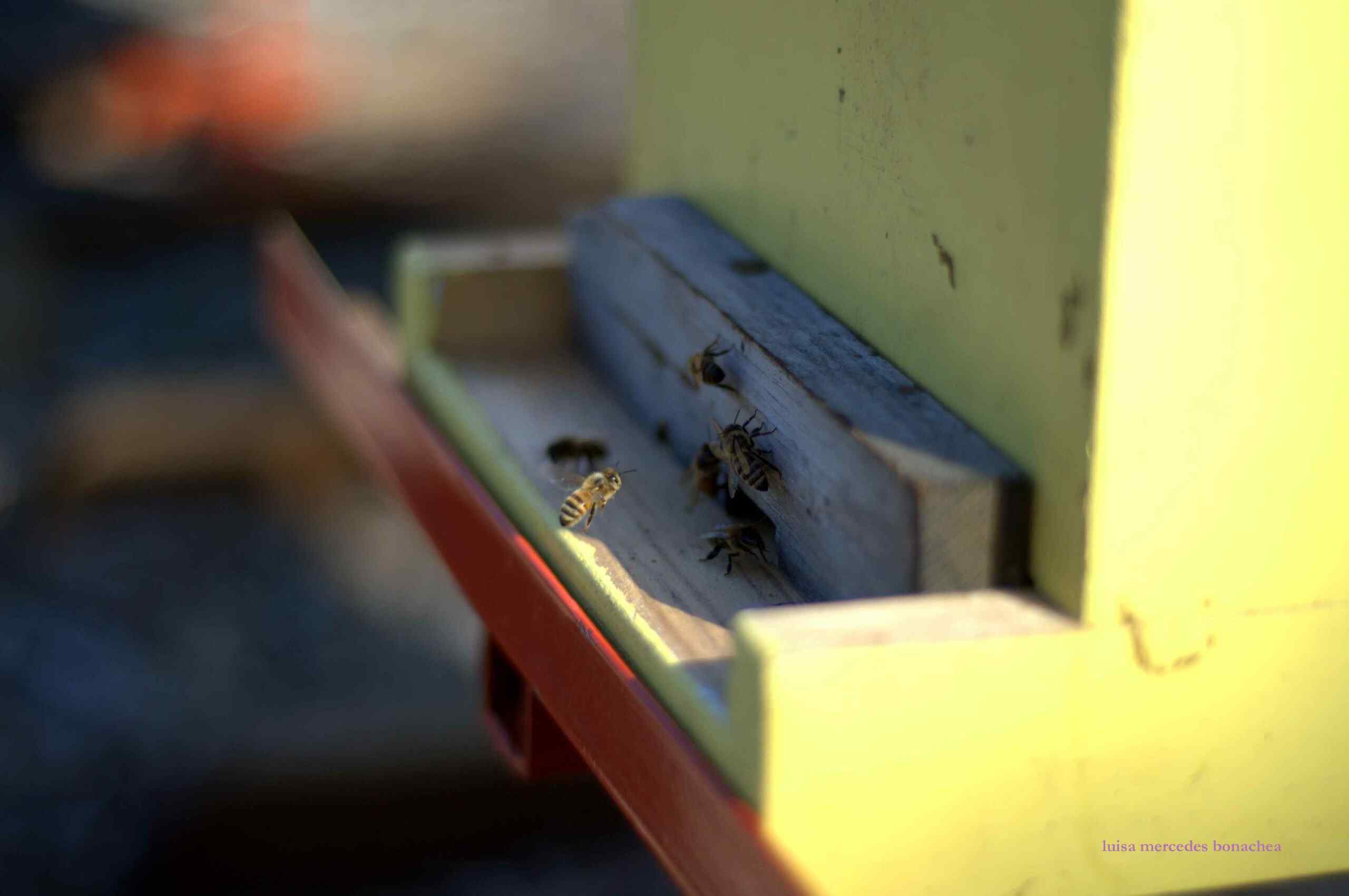 close-up of bees